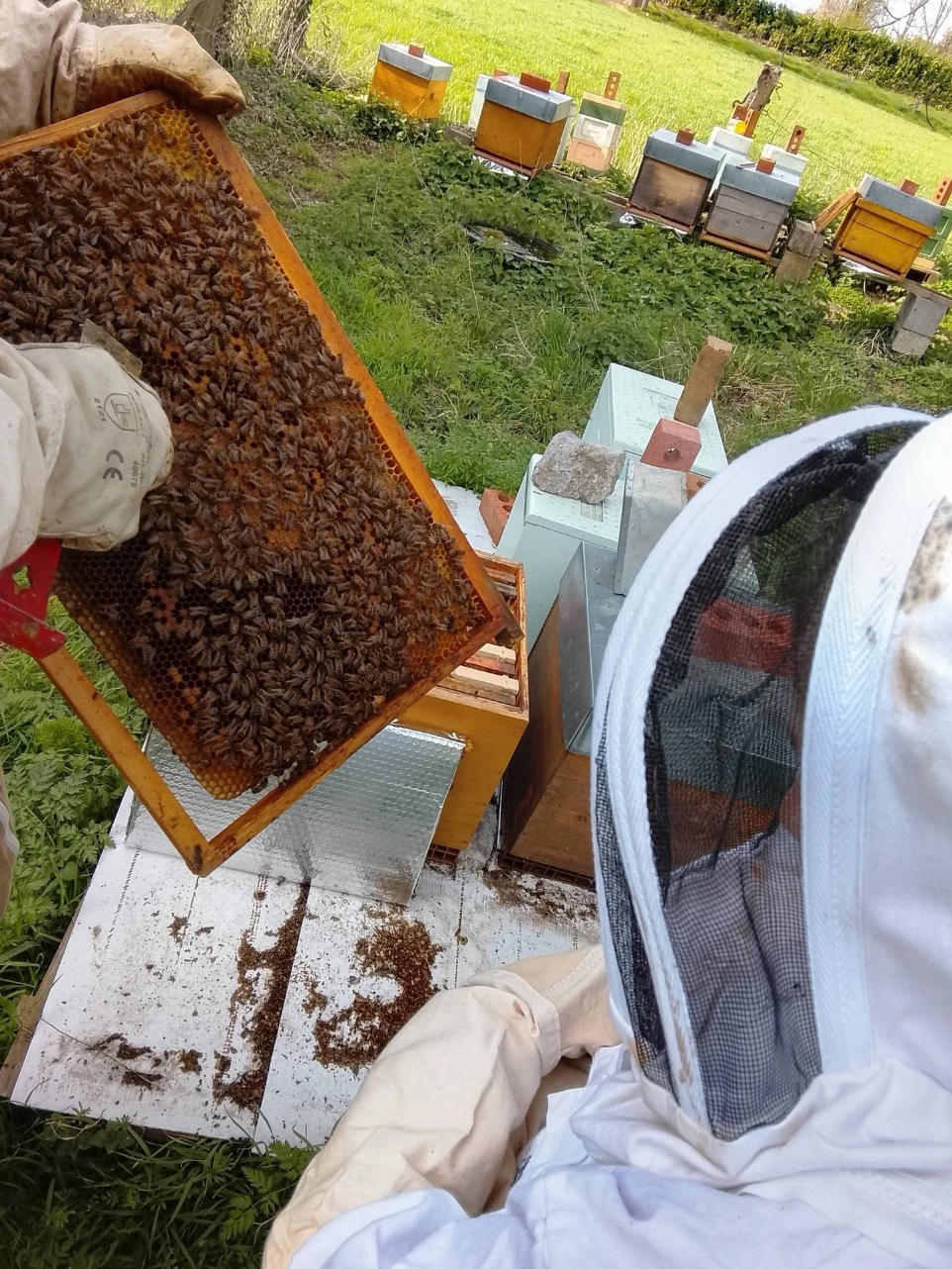 présentation des abeilles 