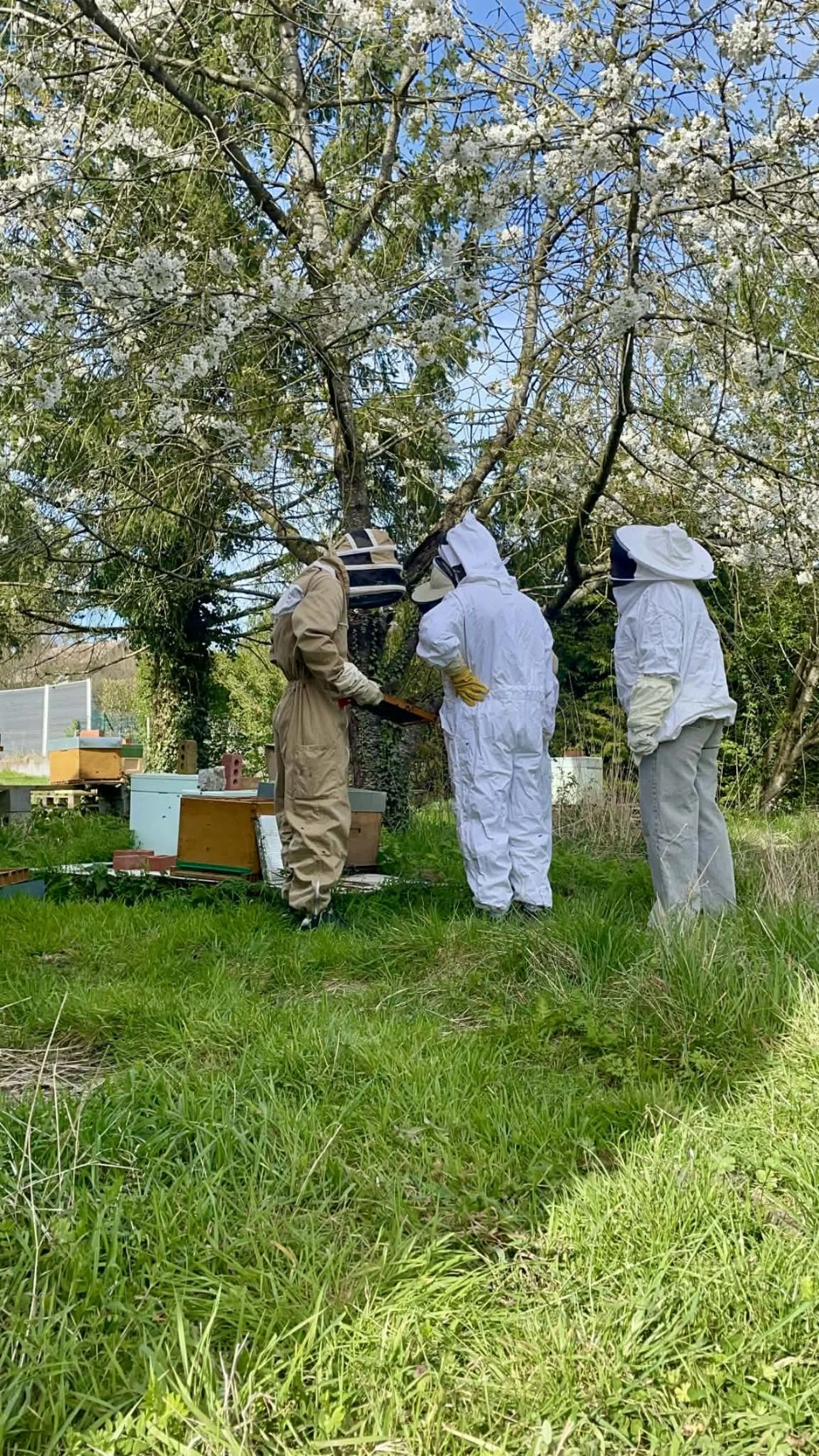 présentation d'une colonie d'abeilles